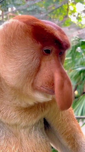 Proboscis Monkey Amazing video.#top #fyp #fruit #foryou #yummy #fresh #shorts #ytshorts