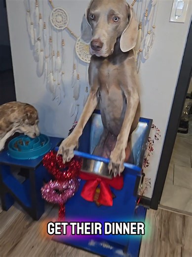 What Happens If Sterling Doesn't Eat in Her Bailey Chair?