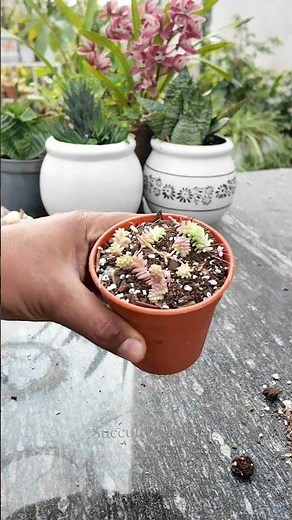 Sedum Cutting & Propagation | Easy Method to Grow More Succulents 🌱✨