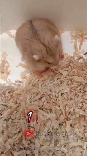 the process of mother hamster giving birth