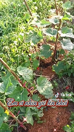 Video của thanh tuan (@thanh.tuan4770) với bản nhạc nhạc nền - thanh tuan