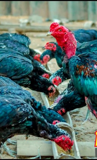 Diverse Chicken Breeds: Colors and Behaviors Explained