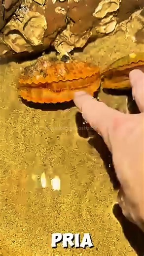 pria ini memakan hewan yang ia temuai? #fyp #viralshorts #yt #ytshorts #hewan #ikan #fypシ #short