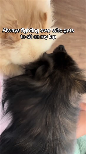 HoppingTokie🐾🌱❌ (@hoppingtokie)’s video of Lap Desk