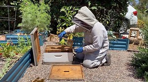 Experts hope people use less harmful ways to control bugs