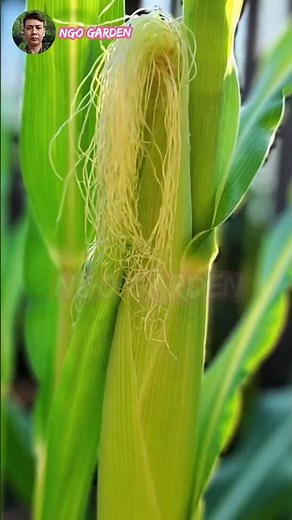 How to grow corn in a wooden box at home easy method #gardening #growcorn #containergardening