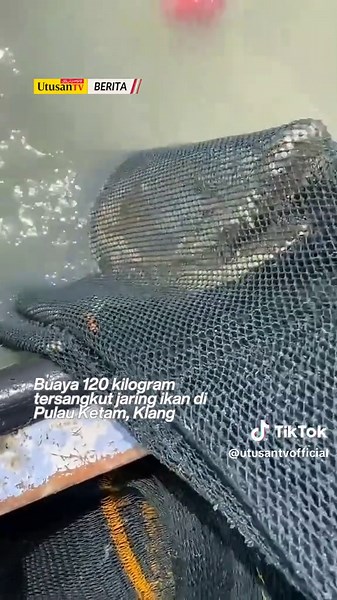 Buaya 2 Meter Ditemukan di Klang oleh Nelayan