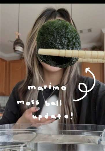 Update on My Marimo Moss Balls: Where I Got Them