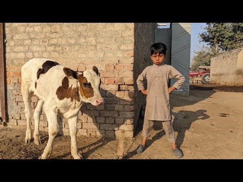 Cow baby | baby animal vlog | village morning routine
