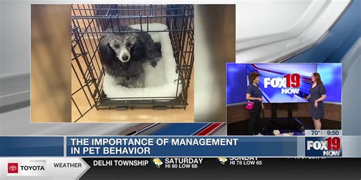 Dog trainer Lisa Desatnik shares importance of managing pet behavior