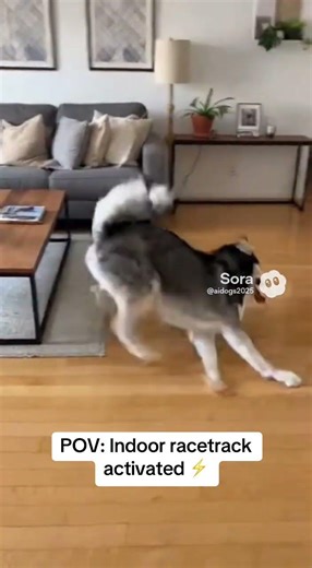 Living room ZOOMIES! Furniture obstacle course! Can't stop! #husky #zoomies #fyp #indoor #Siberian