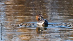 Wildlife, birds. Common pochard (Aythya ferina) is a diving duck species. They live in lakes and other closed waters, they are also seen in the seas. It feeds on leaves, stems and roots of aquatic pla