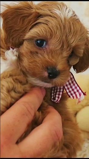 Teddy (Toy Maltese Pure Bred X F1B Gen Poodle)