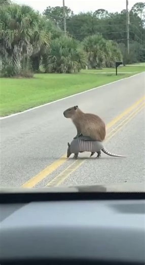 El capibara, un animal que se lleva bien con todo el mundo, ha sido visto utilizando un armadillo como vehículo.