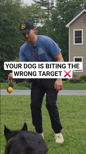 How to Stop Your Dog From Biting Your Hand During Play