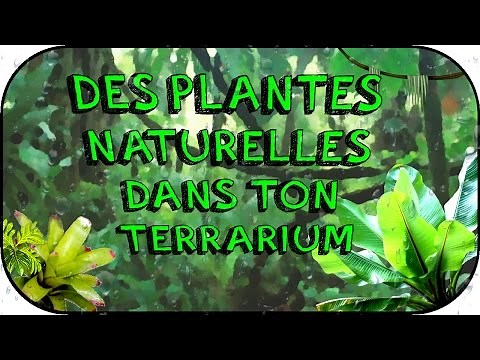 Guide - Terrarium tropical naturel.