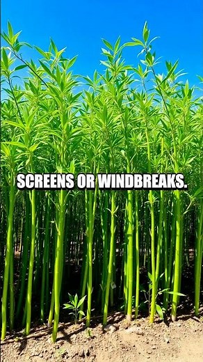 Growing Bamboo for Sustainable Gardening