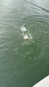 NEW 1.25” ITTY BIT SLAB HUNT’R - Double Silver Rainbow (153) | Bobby Garland Crappie Baits