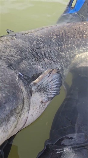 Very Big Cat Fish #fishing #bigcatfeverrods #carpfishing #freshwaterfish