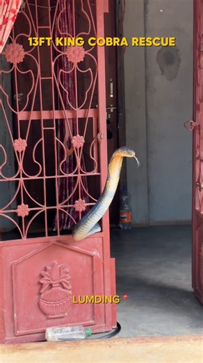Rahul Acharjee on Instagram: "Kya aapne kabhi socha tha ki 13-foot ka King Cobra ghar ke andar, woh bhi Pooja Room mein chhupa ho sakta hai? 🤯 Yeh hairaan kar dene wala incident hua Lumding ki Krishna Basti mein. Gaon walon ne jab is bejubaan King Cobra ko dekha, toh turant hamein call kiya. Hum jaante the ki yeh rescue bahut challenging hone wala hai! Mere dost Bappi da ke saath, maine turant location par pahunch kar situation ko control kiya. Itni badi King Cobra ko itni chhoti jagah s