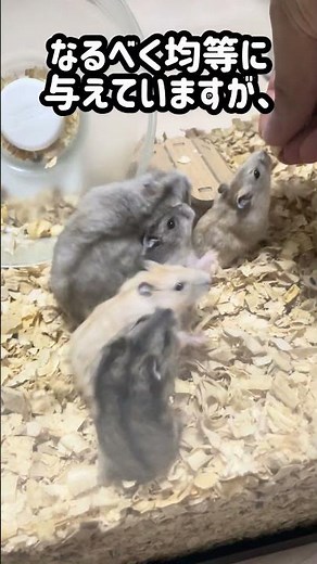 おやつの手渡しでわちゃわちゃ親子ハムスター #ハムスター #ハムスターちゃんねる #hamster