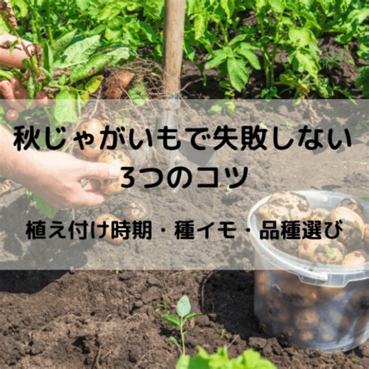 【秋ジャガイモの植え付け】で失敗しない3つのコツを解説。植え付け時期の見極め方、腐敗を防ぐ種イモの準備、デジマなど秋作向きの品種選びが重要です。この記事を読んで、美味しい秋じゃが栽培を始めましょう。 https://agripick.com/a0028 #秋じゃがいも #家庭菜園初心者 #秋植え野菜 #種イモ選び #デジマ栽培 #ニシユタカ栽培 #アンデスレッド #秋の家庭菜園 #秋じゃが栽培記録 #じゃがいも植え付け #じゃがいも栽培 #秋のガーデニング #ジャガイモのある暮らし #ベランダ菜園 #マルチ栽培 #プランター菜園 #発芽トラブル防止 #家庭菜園準備中 #じゃがいもレシピ #土づくり大事 #連作障害対策 #ホクホクポテト #じゃがバター最高 #育てる楽しみ #家庭菜園部 | AGRI PICK
