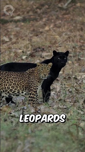 Why Are Black Panthers So Dark by Quickvia