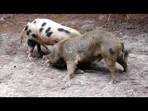 Trophy Hog Hunts in South Carolina