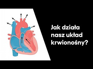 Układ krwionośny. Jak krew krąży w naszym ciele? | ZDALNY EXPERYMENT #119