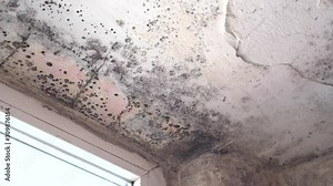 Stachybotrys chartarum also known as black mold or toxic black mold. The mold in cellulose-rich building materials from damp or water-damaged buildings