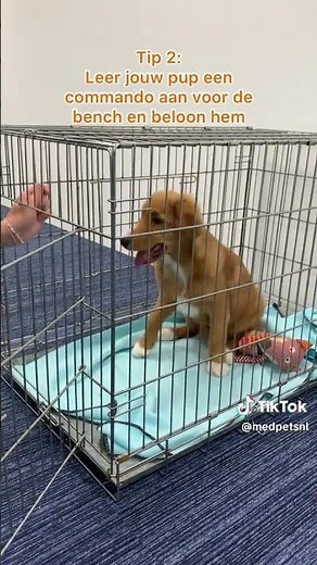 Puppy benchtraining! - Medpets Tips