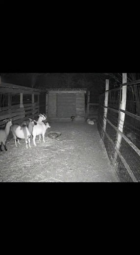 7.5K views · 12 reactions | Unreal athleticism by this adult deer hoping a 8 foot fence to attack live stock! | Artificially Entertaining | Facebook