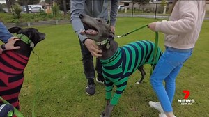 Greyhounds may be known for racing but once they are retired, they want a slow life in a loving home. The SA industry is hoping to continue its stellar track record of re-homing dozens of dogs this weekend. 7NEWS Adelaide at 6pm | www.7NEWS.com.au #7NEWS | 7NEWS Adelaide