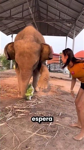 El Elefante Le Quitó La Bolsa A Mi Mamá 😱