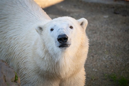 Portland zoo gets a new polar bear