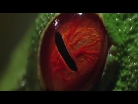 Red-Eye Tree frog and Tadpoles | Shadow of the Sun | BBC Studios