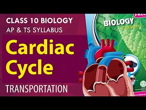 #Transportation | Cardiac cycle | Hear Beat |10th class biology | CH 3| AP & TS syllabus