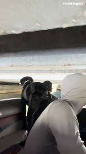 73K views · 1.5K reactions | Just when you think the iguanas are getting away, Otto swoops in and seals the deal with speed, precision, and a whole lot of determination. | Python Cowboy Hunts | Facebook