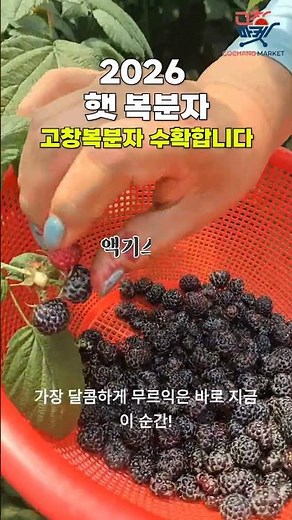 2026 햇 복분자 (고창복분자 수확 합니다) #고창6급 #고창마켓 #복분자