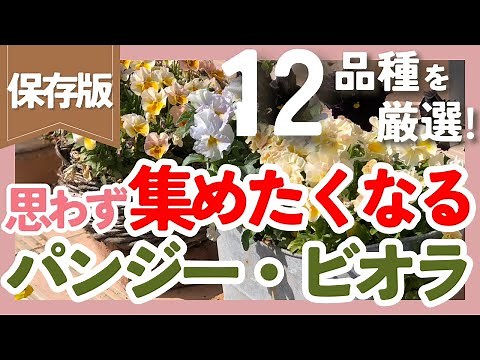 パンジー・ビオラの人気品種12種類を厳選💐冬のお庭や花壇を華やかにしよう【ガーデニング】【園芸】