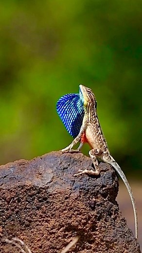 THE FAN THROATED LIZARD : A FLASH OF THE FABULOUS Their 3-5 inches...
