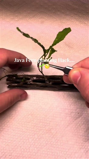 How I plant Java Ferns… #aquascapegallery #fishtank #aquascapelowtech #aquascape #diy #shrimptank