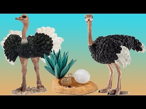 Schleich Ostrich Nest Animal Facts Wild Animals | Toy Animals for Kids
