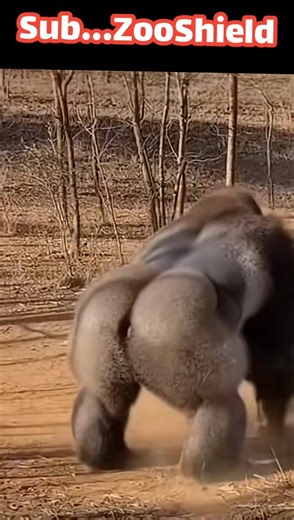 족제비가 아기 고릴라를 공격하지만, 어미 고릴라가 구한다The Weasel Attacks the Baby Gorilla, but the Mother Gorilla Saves It