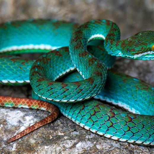 Pit viper among new species discovered in cave in Cambodia