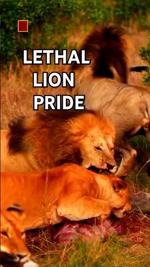 Mad Lions Viciously Fighting for Food | Feel the Real