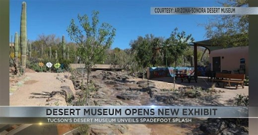 Explore Tucson's new Spadefoot Splash exhibit at Desert Museum