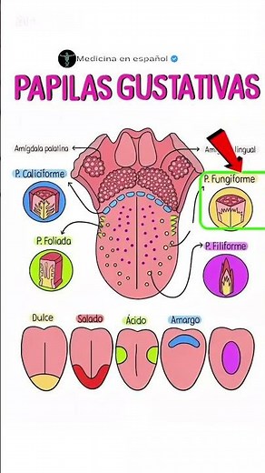 papilas gustativas #salud #sabores #papilas