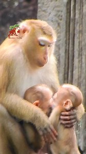 MG MG MG Is twin newborn monkey, Seem like twin baby monkeys | MonkeyCamp