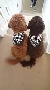 219K views · 4.5K reactions | Coco and Noodle syncronised waggy tails! #vansshopriot  | Greatest Hits Radio South Coast | Facebook